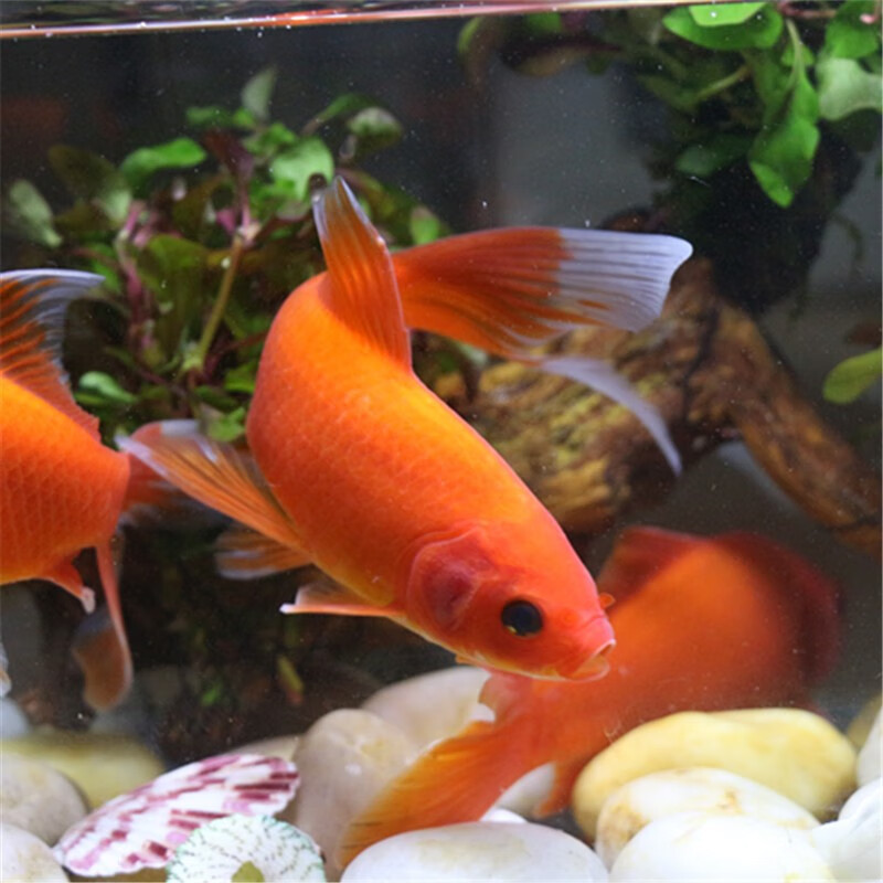 贝冠奇冷水观赏鱼红鹦鹉血鹦鹉葡萄眼黑眼金鱼冷水鹦鹉鱼活体活鱼 冷水鹦鹉4条 12-15cm