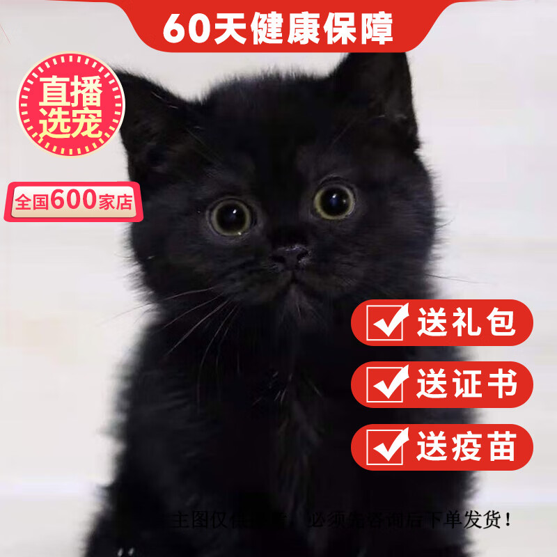 优宠奇派纯种宠物黑猫玄猫猫咪孟买猫幼猫幼崽活体幼猫 赛级 公