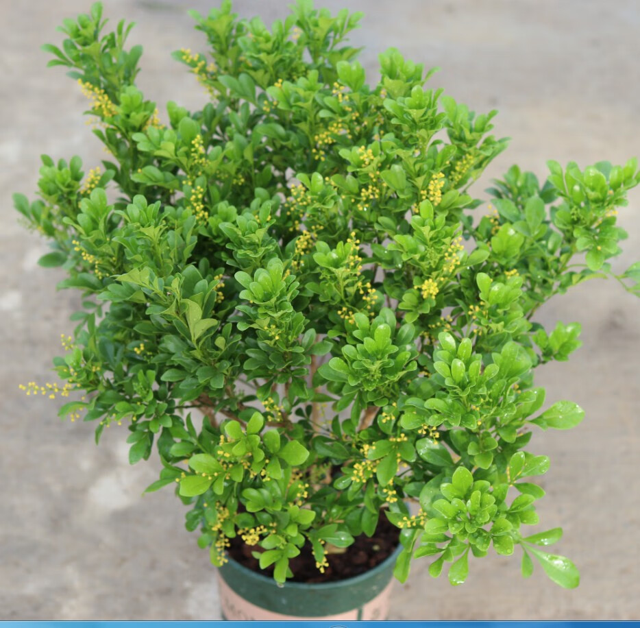 农民老史香水米兰盆栽客厅苗浓香型花卉植物室内 香水米兰6年苗树形好