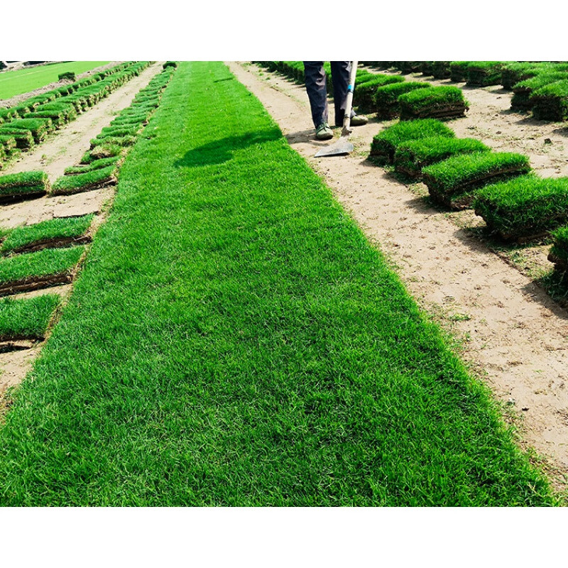 草皮真草坪带泥土马尼拉百慕大四季青大叶油耐旱免剪 马尼拉草坪(0