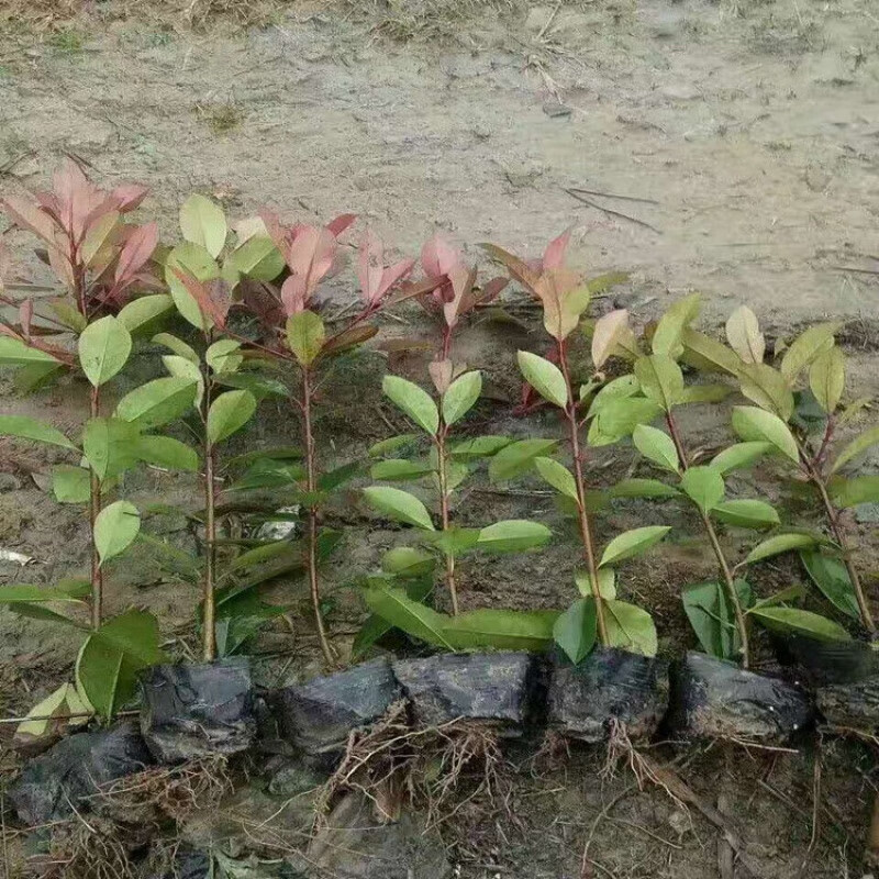 春花妙意红叶石楠苗杯苗绿篱苗庭院别墅绿化苗工程苗围墙色块苗 红叶