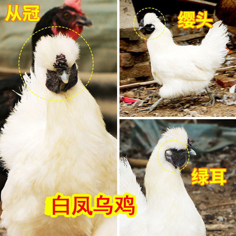 伯贤 乌鸡新鲜现杀整只白凤乌骨鸡农家黑骨鸡2只2000g左右