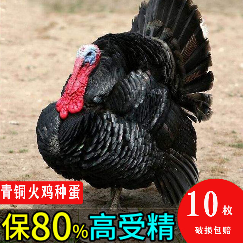 姬卉青铜火鸡种蛋受精蛋可孵化的小鸡贝蒂娜受精蛋火鸡蛋种蛋枚 10枚