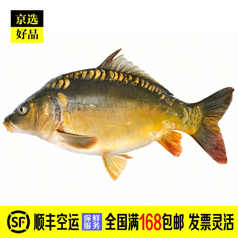 禾人东北三道鳞鱼 三道鲤黑龙江淡水鱼 镜鲤 酸菜鱼 斑鲤鱼光鲤鱼 三