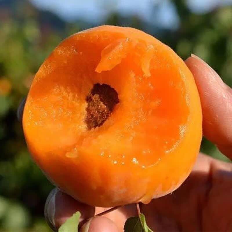 姒桀新品种嫁接特大帝王杏树苗甜杏苗特大巨蜜王杏子苗果树苗南北方四