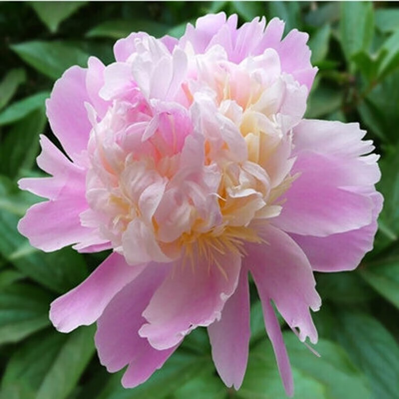 盆栽地栽芍药花苗 芍药芽根花卉带芽芍药树苗多年生芍药花苗当年开花