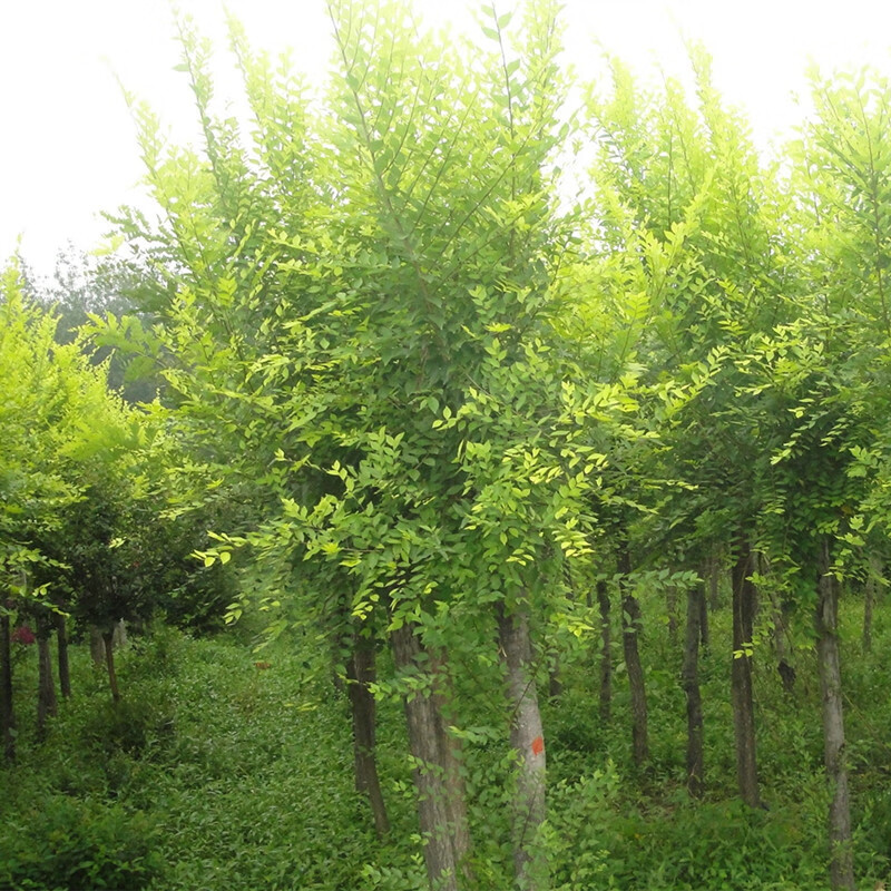 溢睬莲绿化苗木榆树苗 榆树小苗 白榆家榆,榆钱树树榆树树苗苗 榆树苗