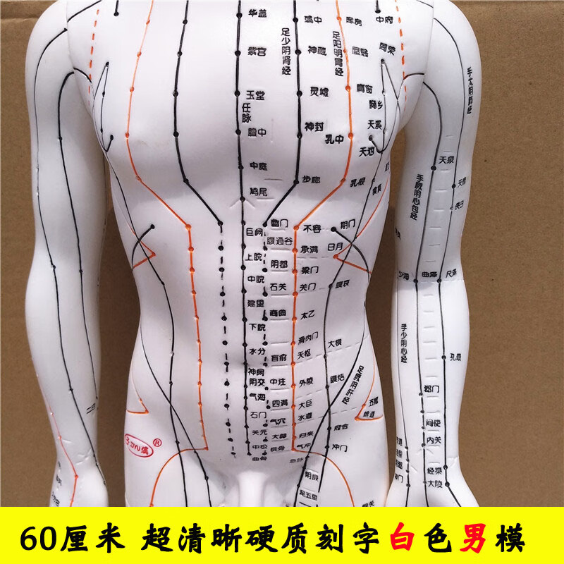 铜人全身经络推拿针灸按摩中医教学 60cm白色男模高清刻字 手臂可转
