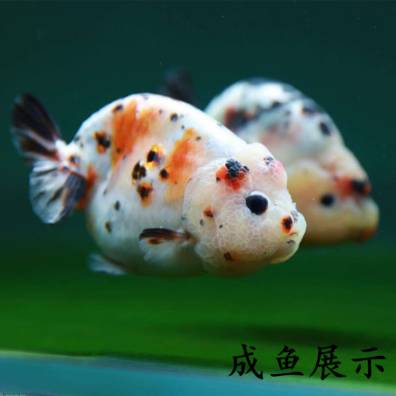 金鱼活鱼淡水冷水鱼观赏鱼包活好养奶牛兰寿 6-7cm精品五花兰寿1条