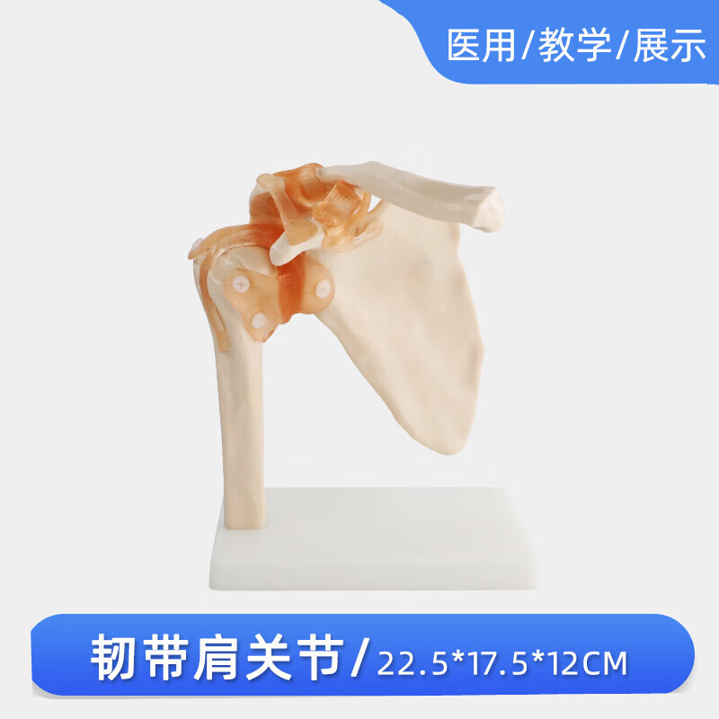 大带韧带肩关节模型 人体骨骼模型 锁骨模型 肩胛骨 骨科模型 韧带肩