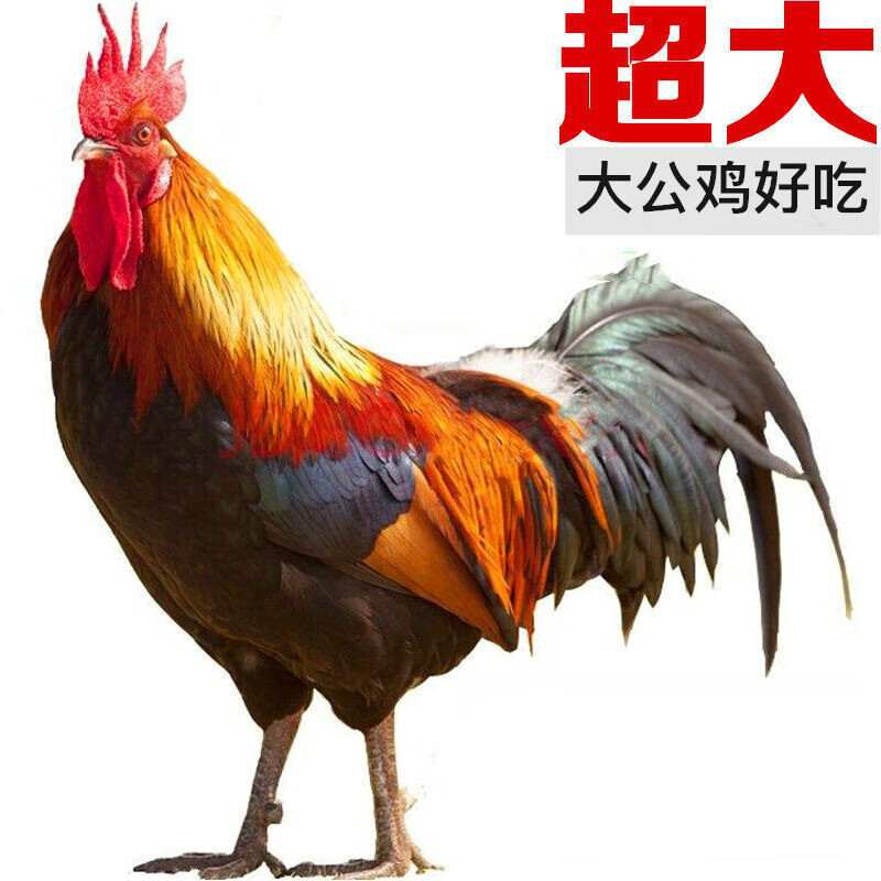 山东大公鸡农村散养老公鸡走地鸡笨公鸡土鸡鸡肉 杀后3斤 带炖卤料包
