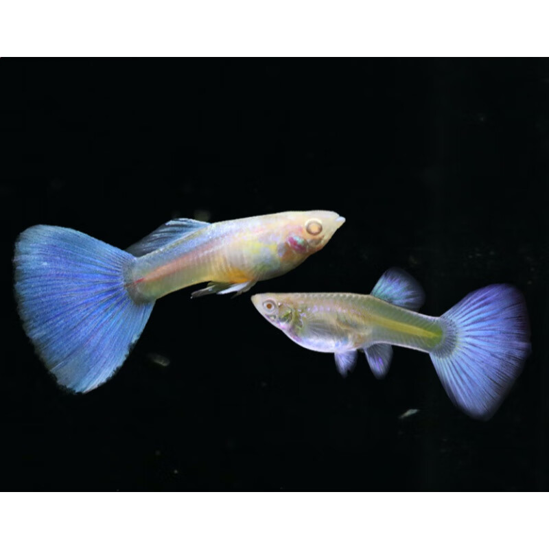 天空蓝礼服观赏鱼孔雀鱼活体凤尾淡水宠物纯种小型热带鱼胎生鱼 2-3cm