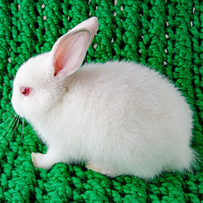 小兔子活物道奇家兔宠物兔白兔小型猫猫兔不咬人儿童养活体 小白兔