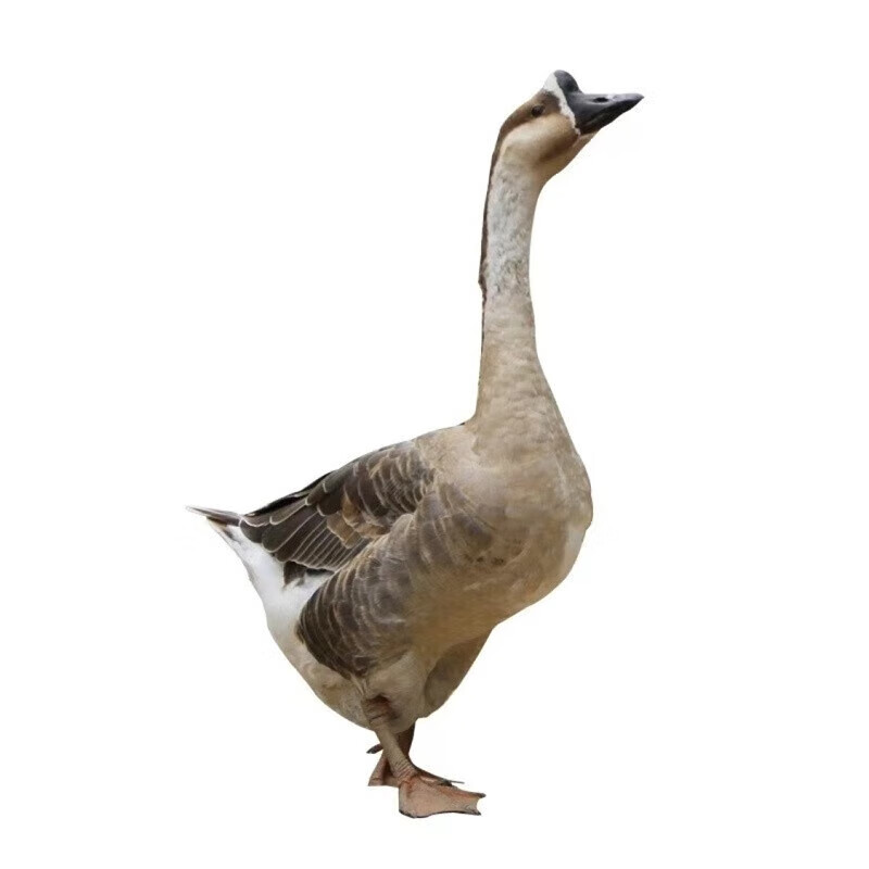 前岔 现杀大鹅肉农家散养黑棕鹅现杀鹅新鲜鹅肉大鹅肉整只杀完6-7斤 