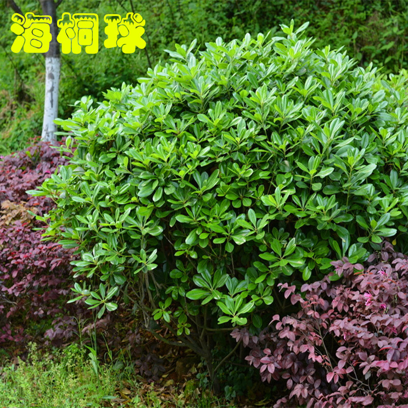 树苗 海桐球庭院园林绿篱笆植物围墙四季常青气味芳香 海桐球冠幅40cm