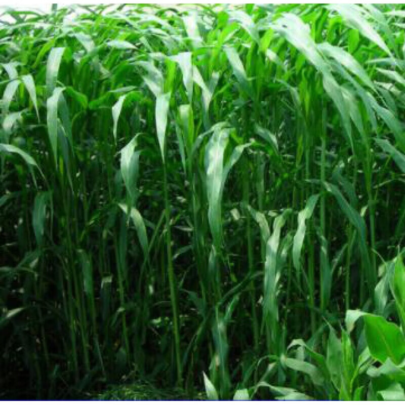 香葶苑 牧草种子南北方型牧草型甜高粱饲用甜高粱牛羊鱼草籽种子 牧草