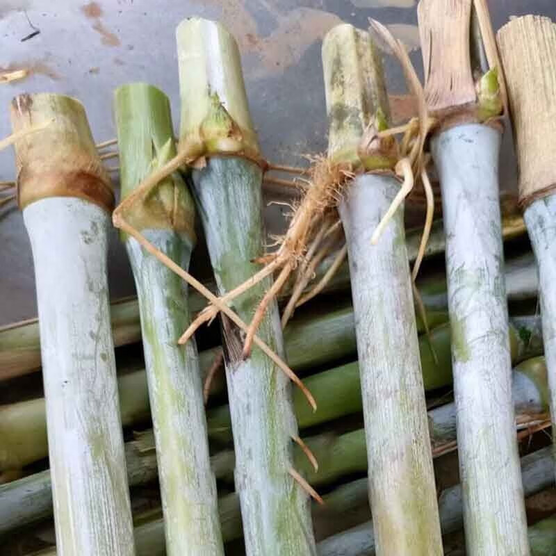 卓天(zhuotian)甜象草3号无毛双节皇竹草巨菌草耐寒多年生一年四季