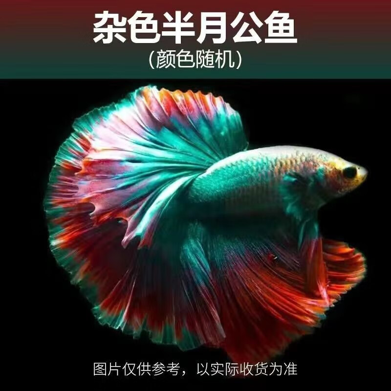 查看京东水族活体历史价格|水族活体价格比较