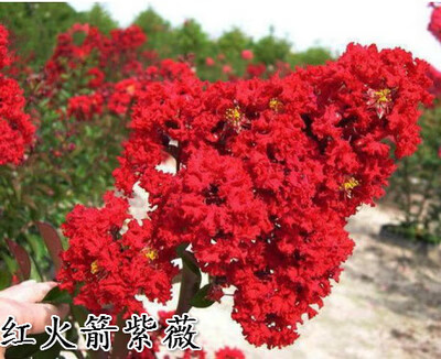 庭院绿化盆栽红火球红火箭紫薇花苗红紫薇树苗美国红火箭紫薇苗 红