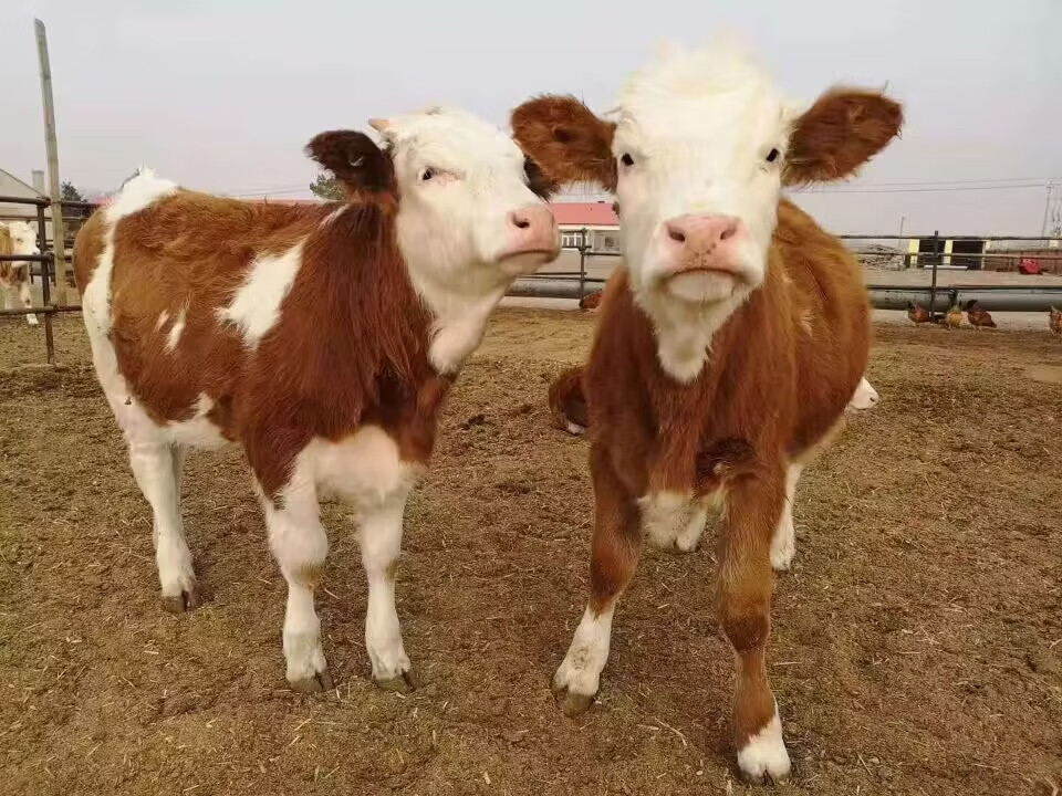 养殖西门塔尔小牛犊3-6个月小母牛出售肉牛犊纯种鲁西黄牛活牛 饲养
