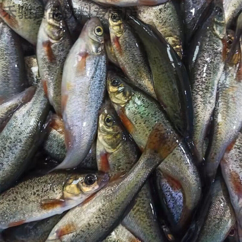 黑龙江特产淡水鱼鲜活柳根鱼红赤子小杂鱼 3斤大号柳根鱼每斤25条左右
