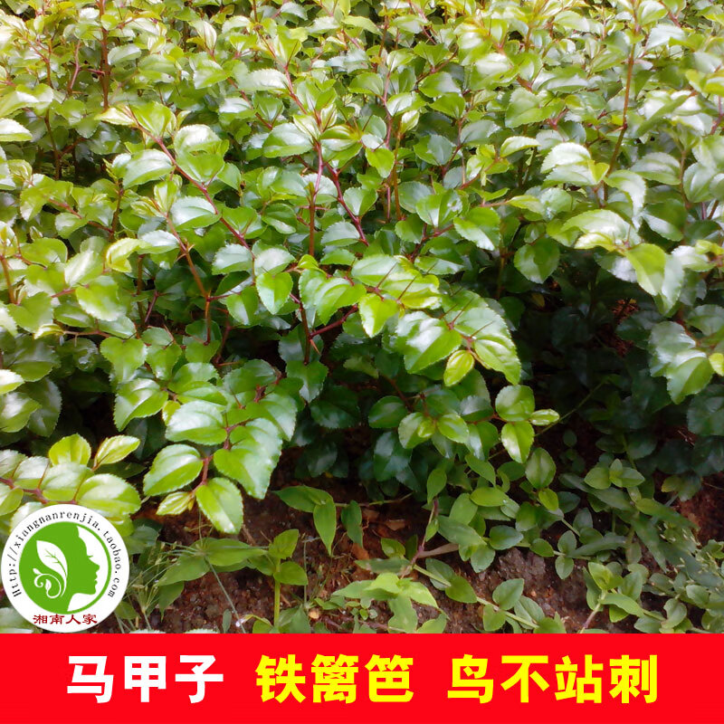 马甲子树苗 带尖刺铁篱笆树苗 鸟不站刺篱 绿色围园刺篱 1年成篱 高度