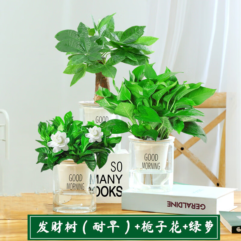 小冤家梔子花小葉盆栽綠植花卉室內客廳好養活四季芳香花苞植物凈化空氣 90#梔子花+綠蘿+發(fā)財樹(shù)早安盆 含盆