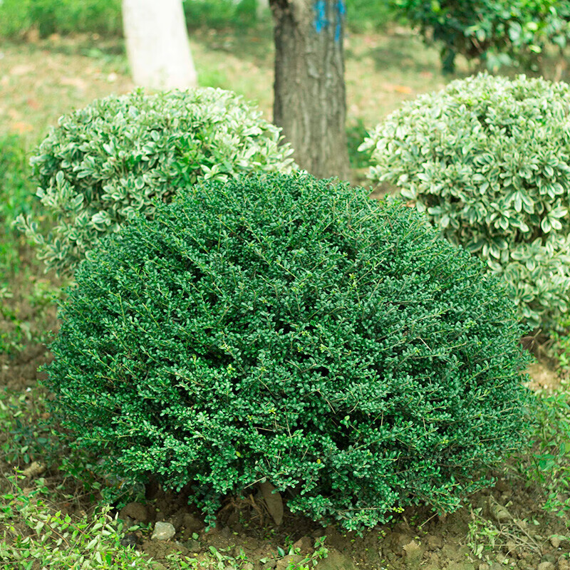 花e流龟甲冬青球龟甲冬青树苗冬青球树苗耐寒四季常青庭院树苗 60公分