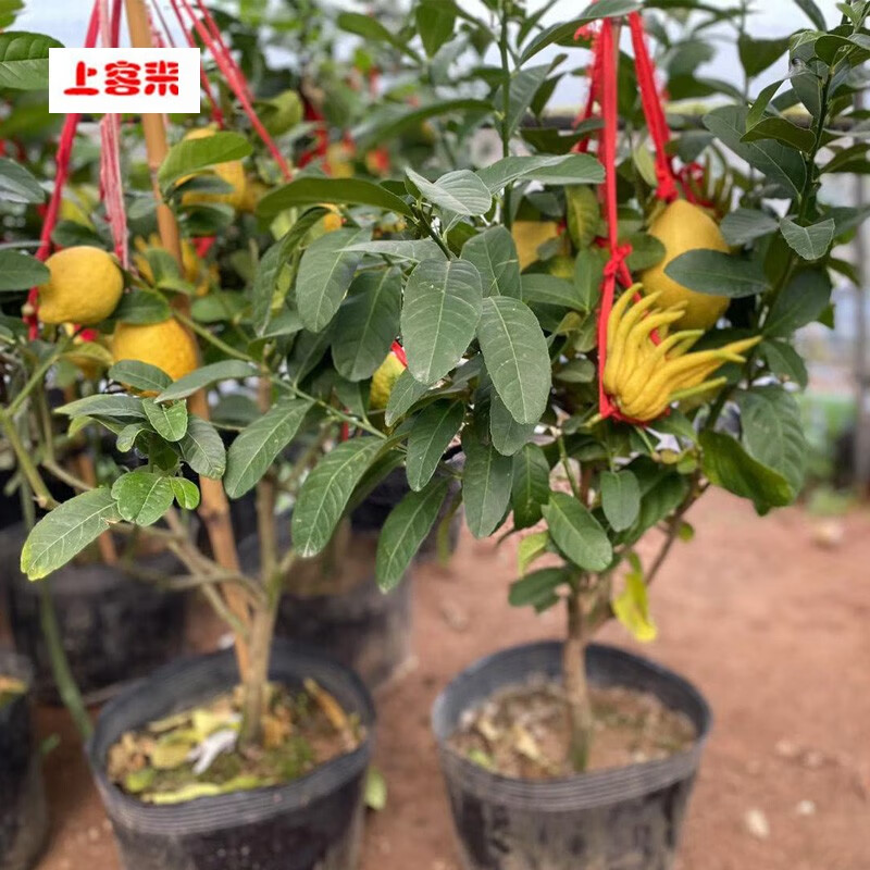 果树苗佛手树盆栽苗地栽苗庭院种植佛手苗南方北方种植 二年苗