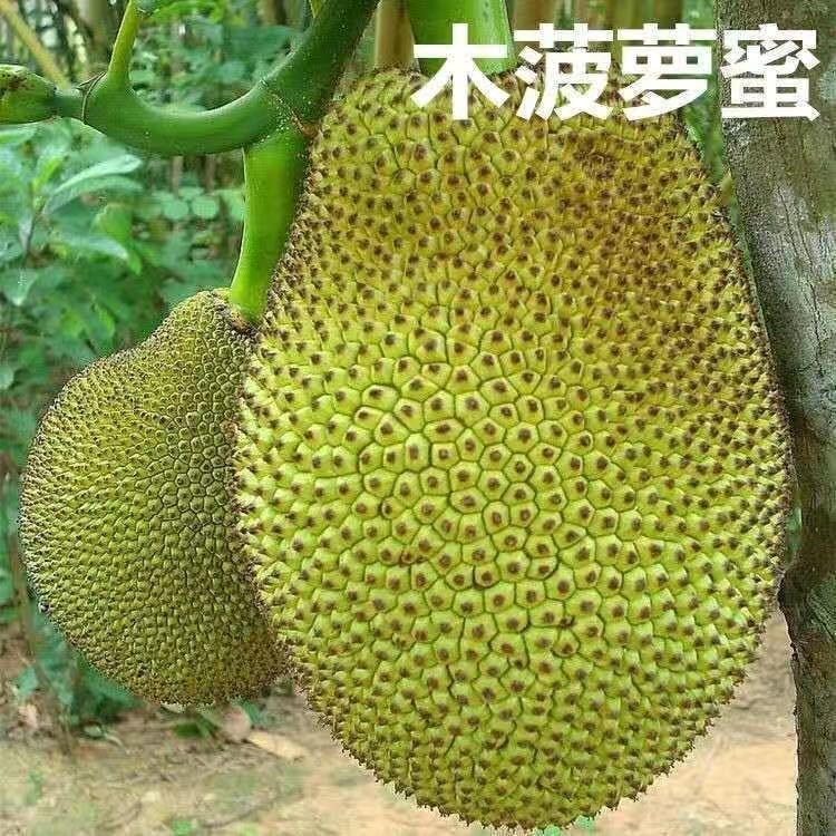 四季菠萝蜜树苗嫁接苗南方北方红肉马来西亚菠萝蜜苗树苗当年结果 木