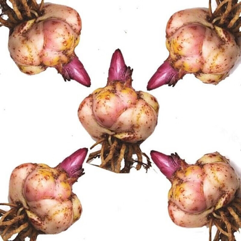 �����ٺ�����  ��ˮ�ٺϴ�ѿ���� �����ײͰٺ���������� ��ɫ�ɱ� ��ˮ�ٺϻ�ɫ5�򲻺�����