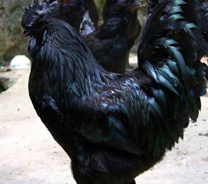 higanbana20枚品种五黑乌骨鸡种蛋受精蛋五黑鸡快大肉鸡可孵化乌鸡