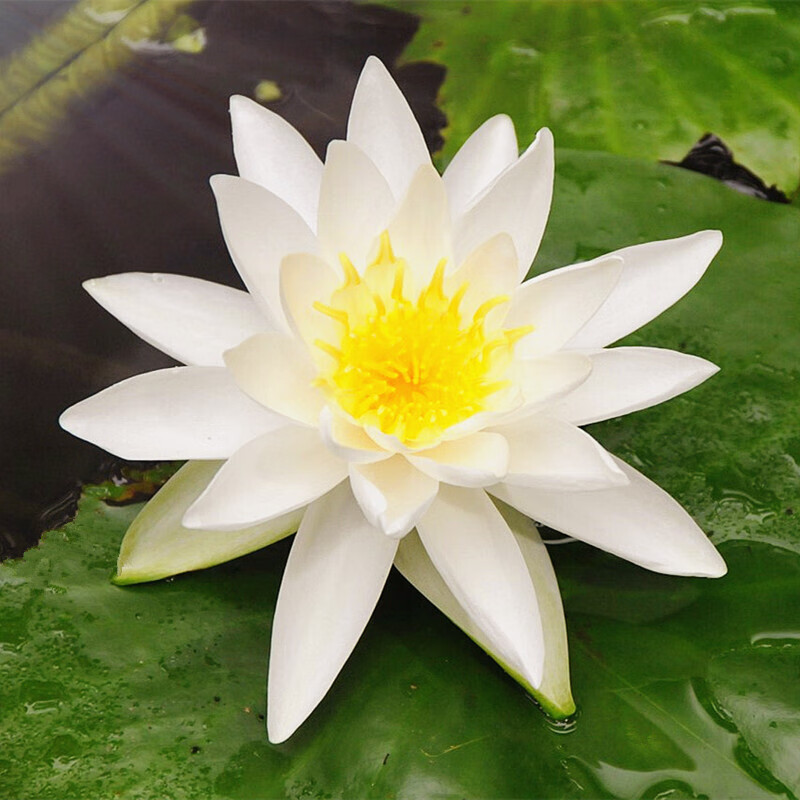 睡莲根块荷花莲藕种苗睡莲根快 盆栽中大型碗莲莲花 夏季水培植物根茎