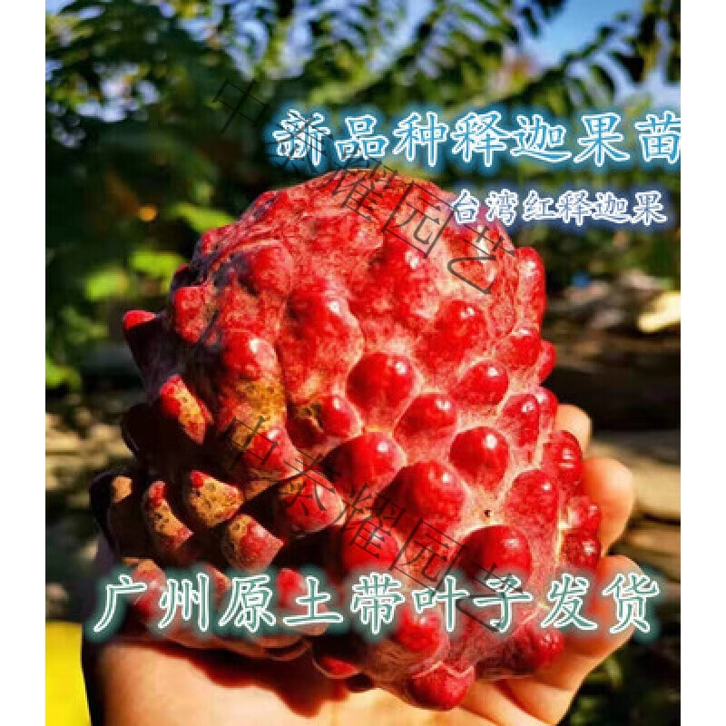 四季水果苗释迦果树苗凤梨释迦果苗当年结果佛陀果 无核红释迦5年苗