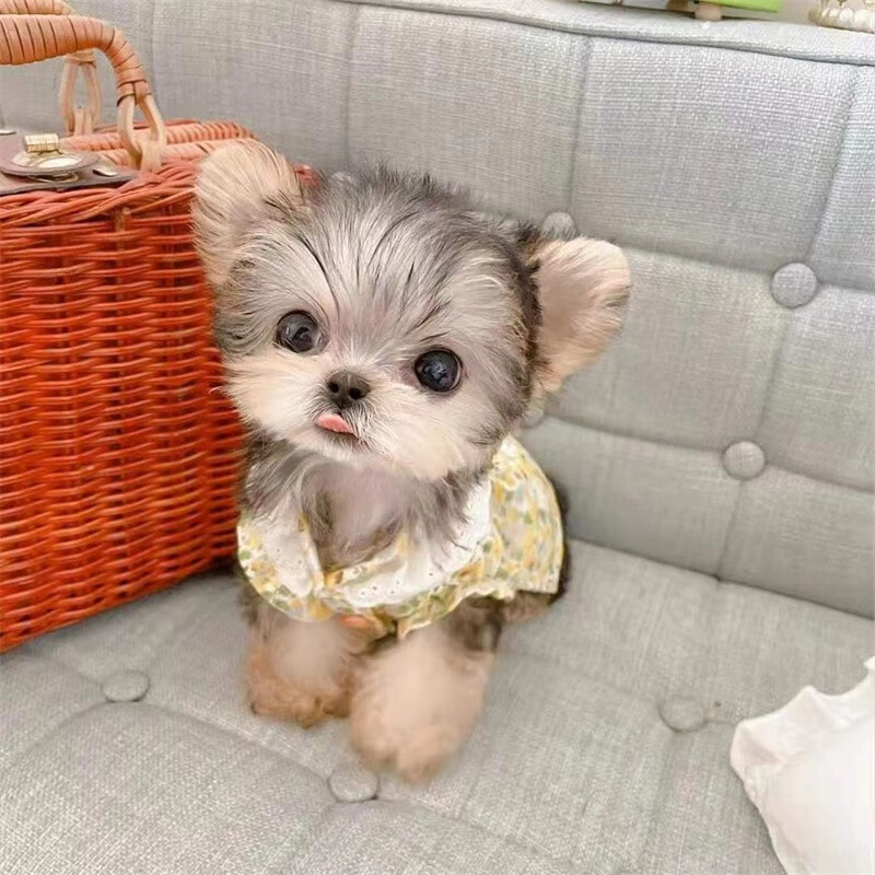 桓瑞宠物纯种宠物狗狗活体约克夏幼犬幼崽小型犬 宠物级B级 公使用感如何?