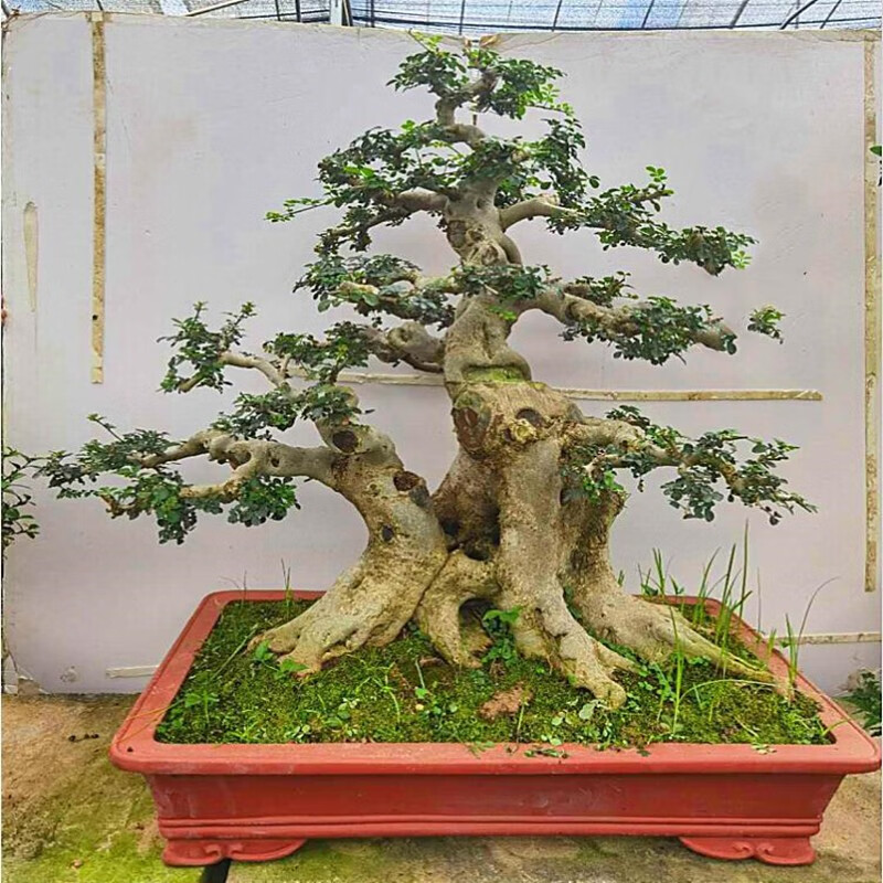 大型白蜡盆景树桩 对节白蜡古桩盆景实物对接白蜡古 白蜡盆景6号