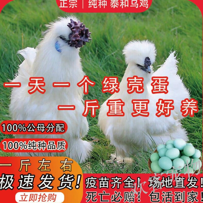 鸡苗】相关京东优惠商品排行榜(3) - 价格图片品牌优惠券- 虎窝购