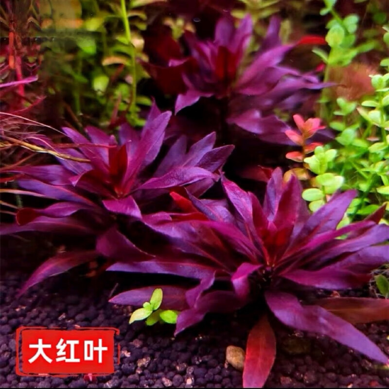 smvp大红叶水草10棵 后景水下叶水草红草 草缸造景阳性粘沉木红色水草