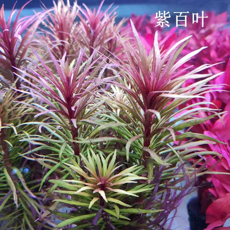 逸乐宠红色水草系列大全红草阴性紫红玫瑰丁香红宫廷水下叶品种齐全