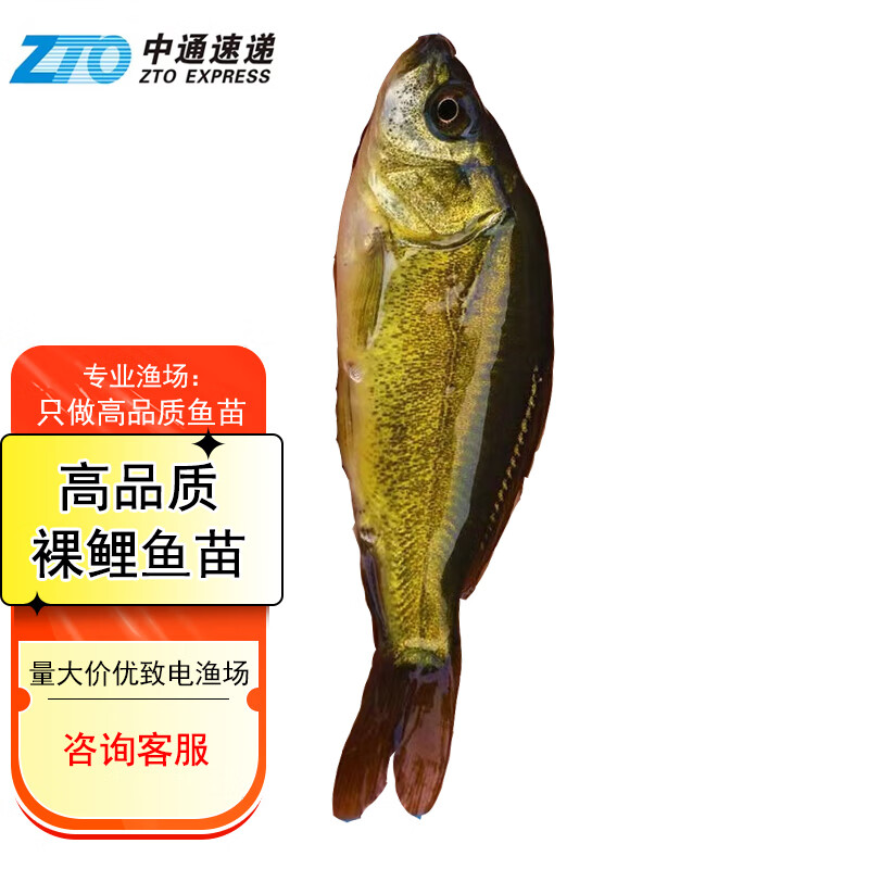 裸斑鱼 无甲鲤鱼鲤鱼活体淡水养殖三道鳞小鱼食用裸鲤鱼淡 2-4cm裸鲤