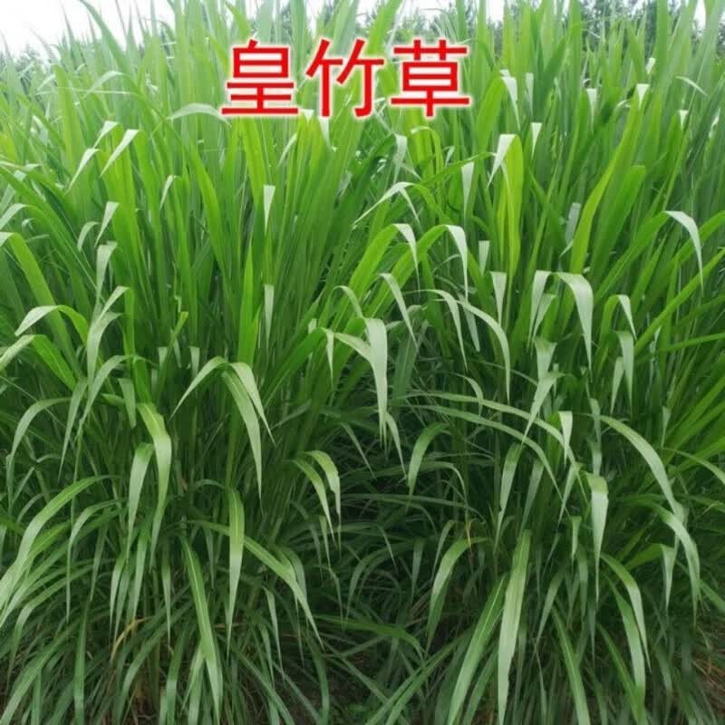 萌蕴(mengyun)【甜象草3号】新型皇竹草甜象草种节巨菌草红象草种节