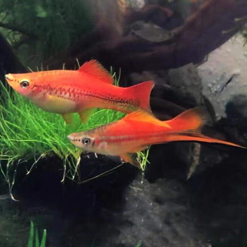 苹果剑大燕尾红剑胎生热带观赏鱼活体 苹果球剑公母1对4-5cm2条 送1条