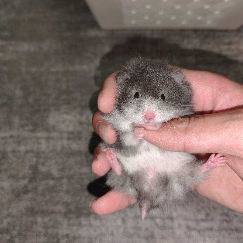 家养波利金丝熊黑波利鸽灰蜜波黄波金丝熊卷毛长毛直毛波利便宜 卷毛