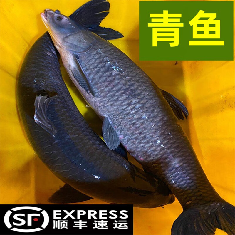 肴尚鲜螺蛳青鱼  特大青鱼 乌青鱼 淡水鱼 螺丝青鱼 鲜活现杀 10斤