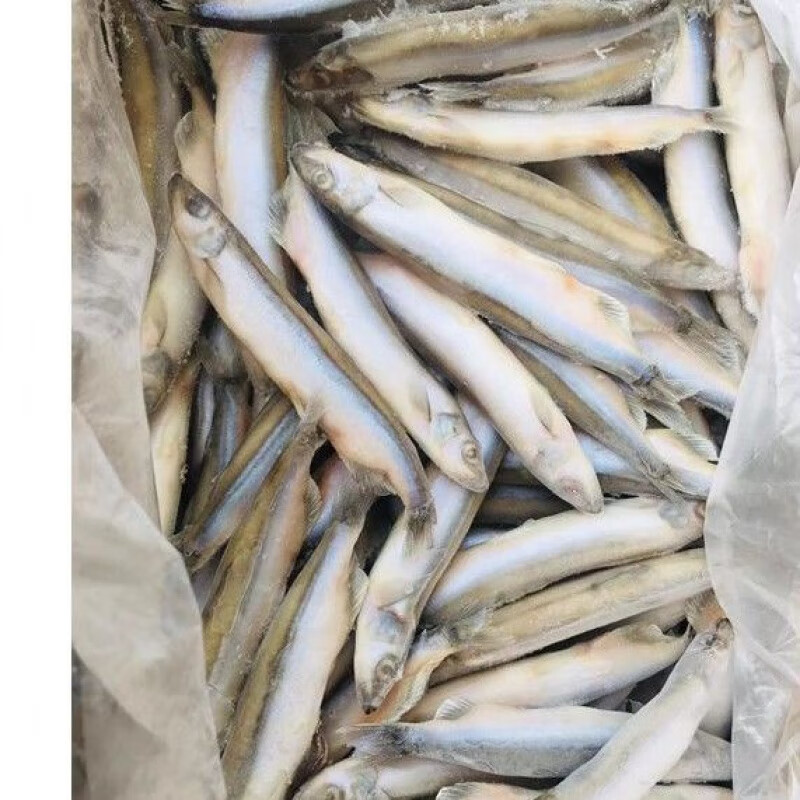 家庭超值盒装单冻多春鱼批发整箱多春鱼 10斤超值装多春公肉质鲜美
