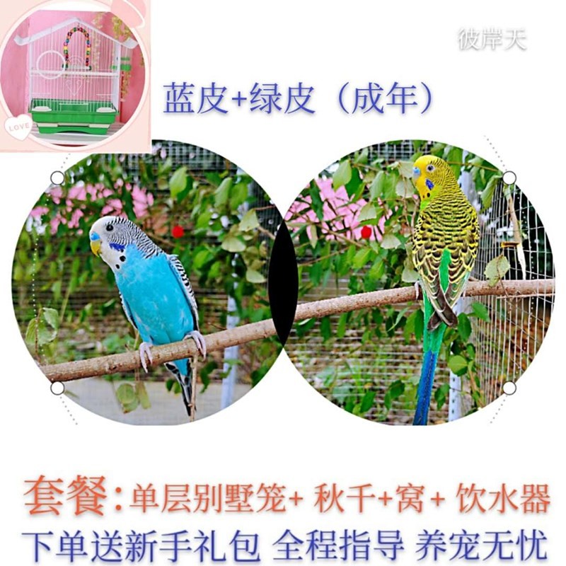 鹦鹉活体虎皮鹦鹉鸟观赏鸟小型宠物虎皮鹦鹉小鸟活物成年虎皮鹦鹉鸟