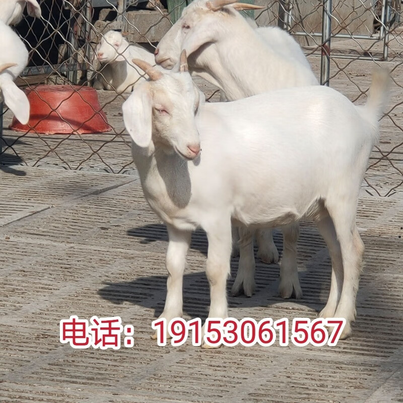 白山羊怀孕母羊