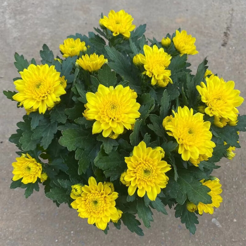 玛格丽特大菊花乒乓菊大力花苗带花苞盆栽室内外庭院阳台植物 千头菊