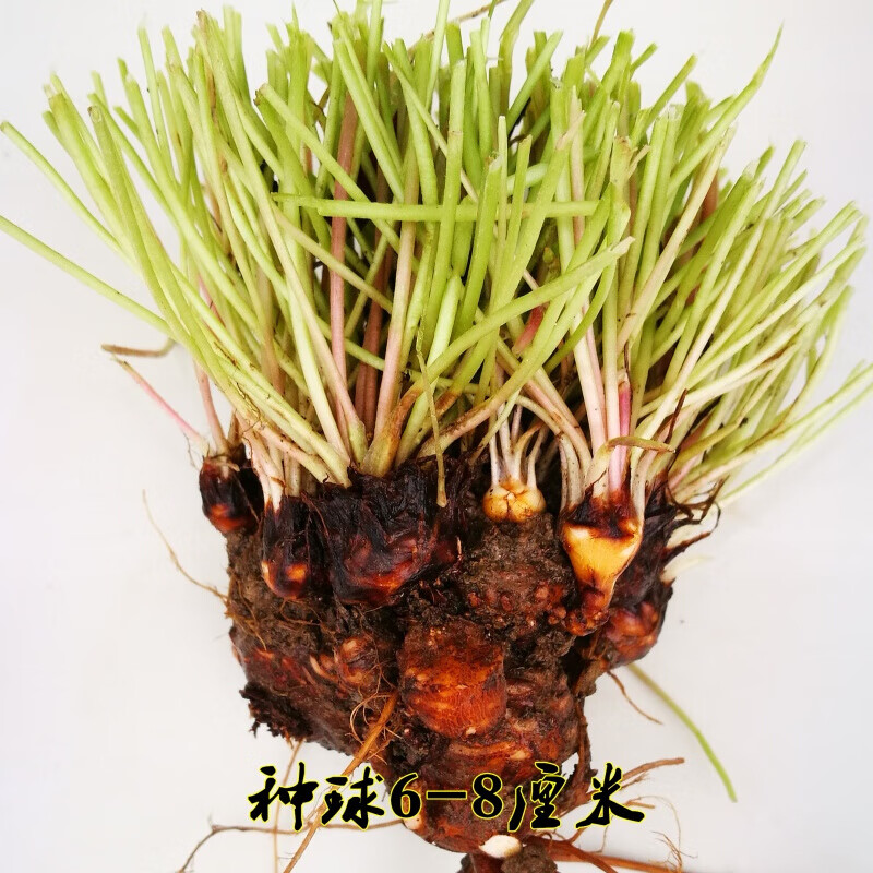 花支蕊红花酢浆草 红三叶草老桩盆景球根苗 多年生四季红三叶种子 3-5