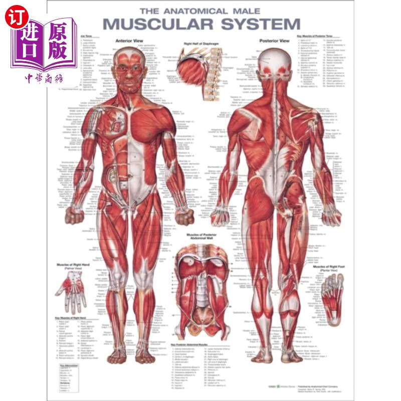 海外直订医药图书anatomical male muscular system anatomical chart